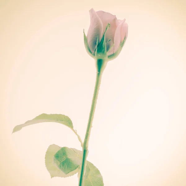 Gül Çiçeği Yakın Çekim Görünümü — Stok fotoğraf