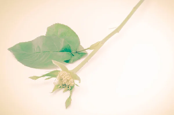 Крупный План Цветка Розы — стоковое фото