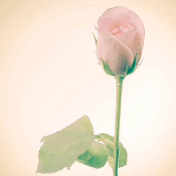 Rose Flower Close Uitzicht — Stockfoto