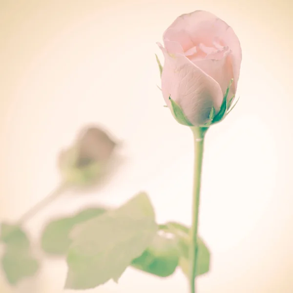 Gül Çiçeği Yakın Çekim Görünümü — Stok fotoğraf