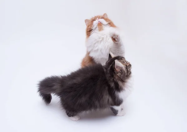 Две Персидские Кошки Разного Цвета — стоковое фото