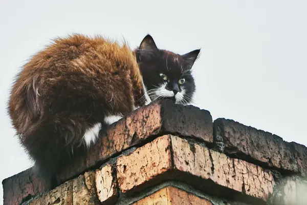 Bacadaki kedi. Yakından bak.