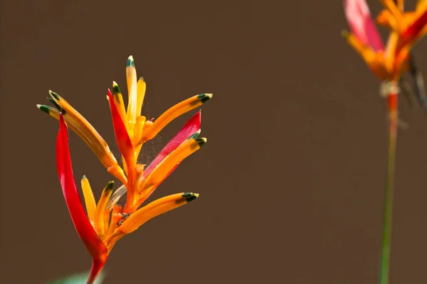 Heliconia Flores Uma Árvore Koh Ngai Ilha Tailândia — Fotografia de Stock