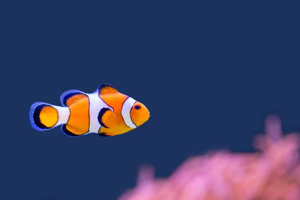 stock image Clown fish swimming in blue water with pink anemone