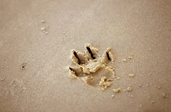Dog Paw Print Sand — Stock Photo, Image