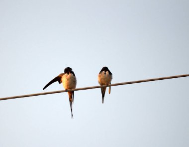 Bir Ahır Kırlangıcı Resmi (Hirundo rustica)