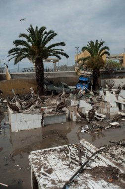 ŞİLİ - COQUIMBO - TSUNAMI ARTHQUAKE 'İN SONRA 