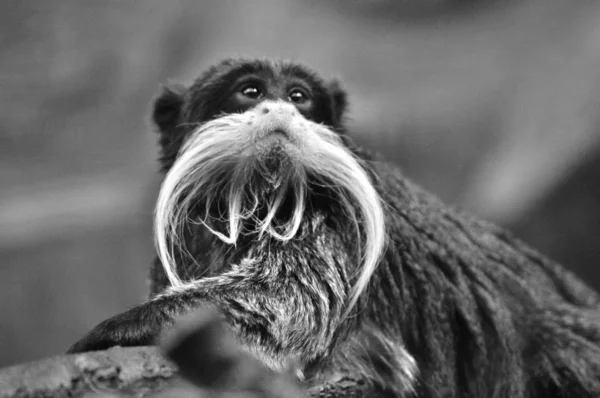 Portrait Cute Monkey — Stock Photo, Image