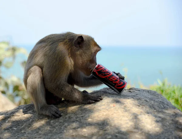 Monkey Bottle Background Sea — Stock Photo, Image
