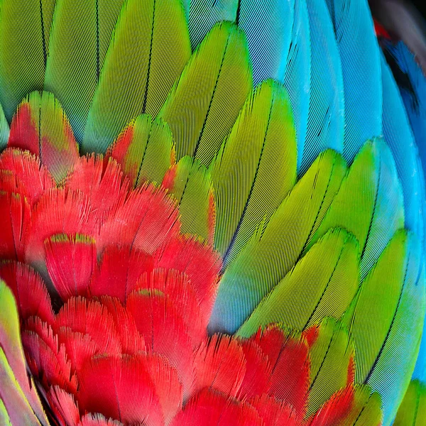Close View Macaw Feathers — Stock Photo, Image