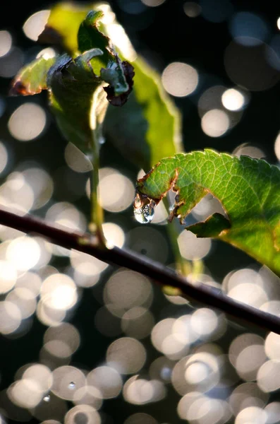 Shinig Waterdruppels Bokeh Tegen Appelbladeren — Stockfoto