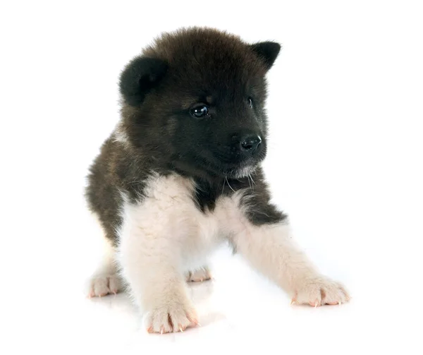 白で隔離されるシベリアン ハスキー子犬 — ストック写真