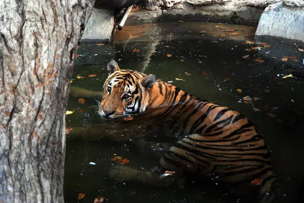 Belo Tigre Nadando Água Verde Lagoa Zoológico — Fotografia de Stock