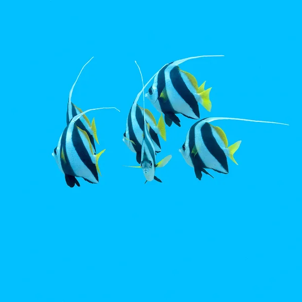 Bannerfishes Nel Mare Tropicale Sott Acqua Incredibile Concetto Mondo Subacqueo — Foto Stock