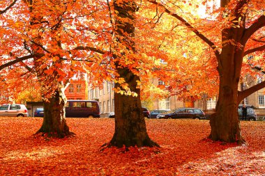 Sonbahar yaprakları ve yolda ağaçlar