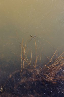 Donmuş göletin yüzeyi doğada