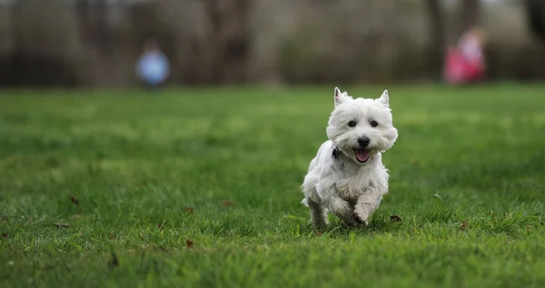 草原で走っているかわいい犬 高品質の写真 — ストック写真