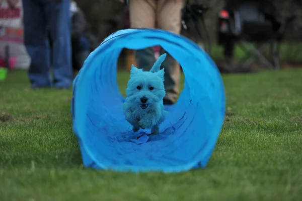バックグラウンドのおもちゃを持つ犬 — ストック写真