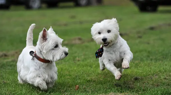 Dois Cães Jack Russell Terrier Jogando Parque — Fotografia de Stock
