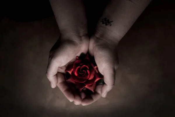 Feman Sosteniendo Una Rosa Roja Las Manos —  Fotos de Stock