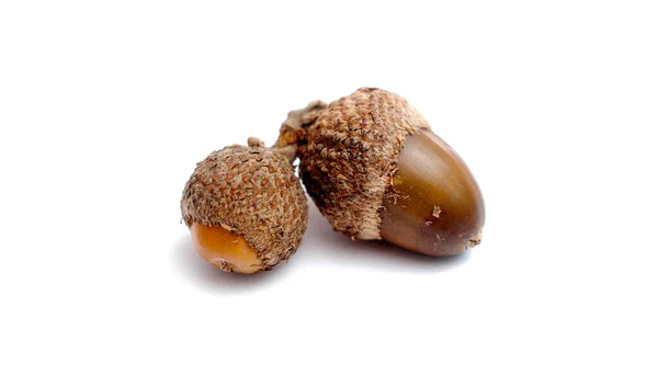 Fresh Brown Acorns White Background Stock Picture