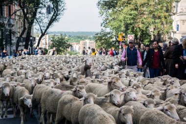 Madrid: 25 Ekim 2015 'te Madrid' de 2.000 koyun sürüsüne rehberlik eden çobanlar trafiği durdurdu. Son 22 sonbaharda çobanlar, daha önce var olan mevsimlik hayvan göç yollarını kullanmaktaydı.