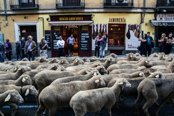 Espanha Madri Pastores Interromperam Tráfego Madri Enquanto Guiavam Rebanho 000 — Fotografia de Stock