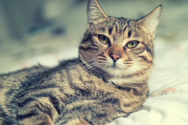 Кіт Таббі Розслабляючий — стокове фото