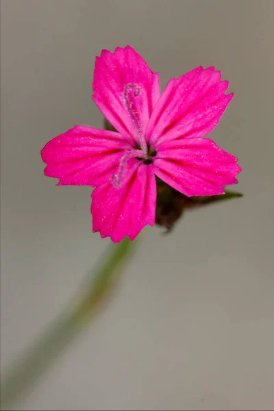 Makroverschluss Einer Violett Rosa Geranium Dissectum — Stockfoto