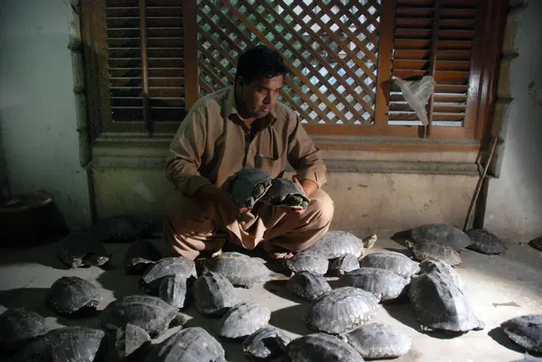 Paquistão Karachi Oficial Vida Selvagem Paquistanês Detém Tartarugas Negras Recuperadas — Fotografia de Stock