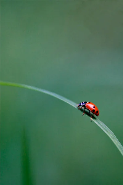 Coccinella Septempunctata Seven Spots Ladybird Most Common Ladybug Europe — Stock Photo, Image