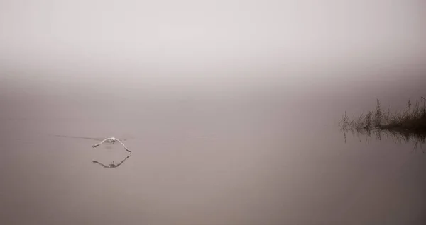 Möwe Fängt Krebse Nebel — Stockfoto