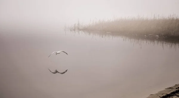 Чайка Ловит Раков Тумане — стоковое фото