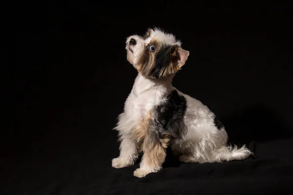 Studioporträt Eines Entzückenden Mischlingshundes Der Nach Oben Schaut — Stockfoto
