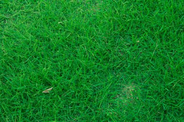 Yeşil çimen ve bahçe arka planı