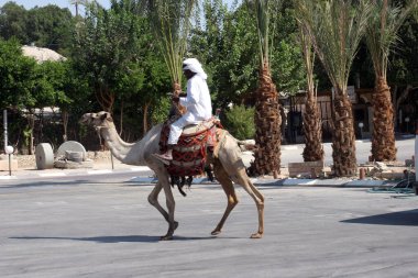 Bedevi adam, Jericho, İsrail 'de, dromedary yakınlarında turist bekliyor.