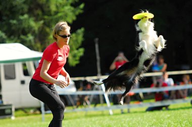 Köpek frizbi şampiyonası.