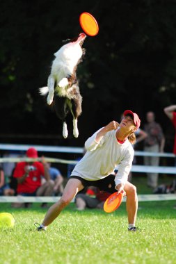 Köpek frizbi şampiyonası.