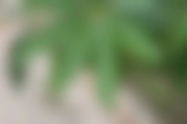 緑の背景パンダンの壁紙 — ストック写真
