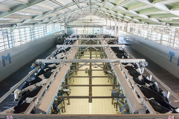 Granja Lechera Con Vacas Interior Industrial Moderno —  Fotos de Stock