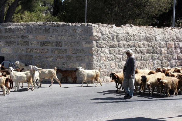 Shepherd Leads Flock Sheep Bethlehem Israel — Stock Photo, Image