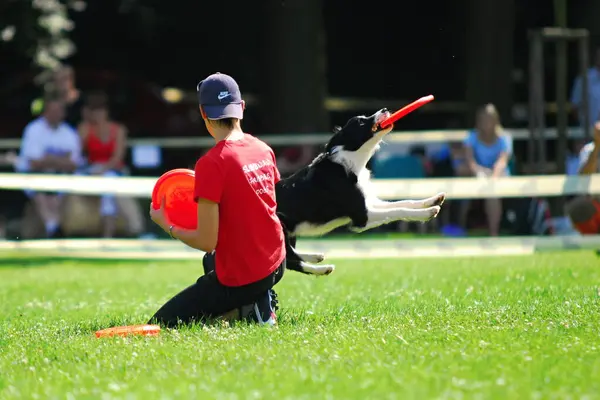 Hundefrisbee Meisterschaft — Stockfoto