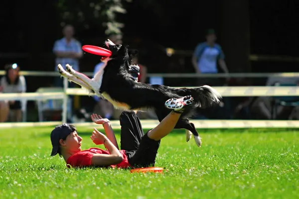 Köpek Frizbi Şampiyonası — Stok fotoğraf