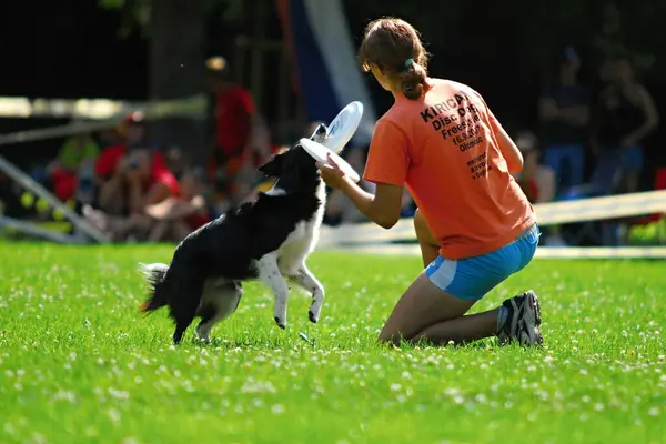 Evento Campeonato Frisbee Cão — Fotografia de Stock