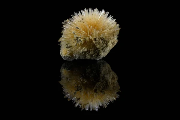 Crystal Sea Urchin Black Background — Stock Photo, Image