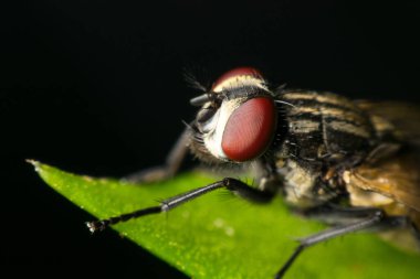 Kırmızı göz yaklaş