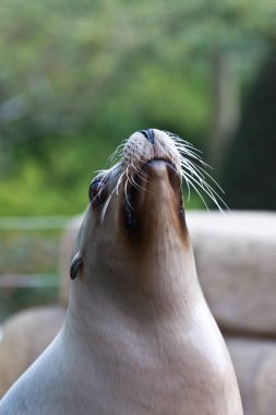 Taşların üzerinde Pinniped mühürler