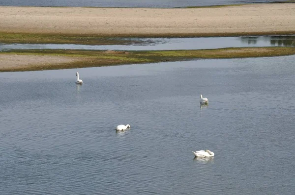 Loire River Swans Anjou — Stock Photo, Image