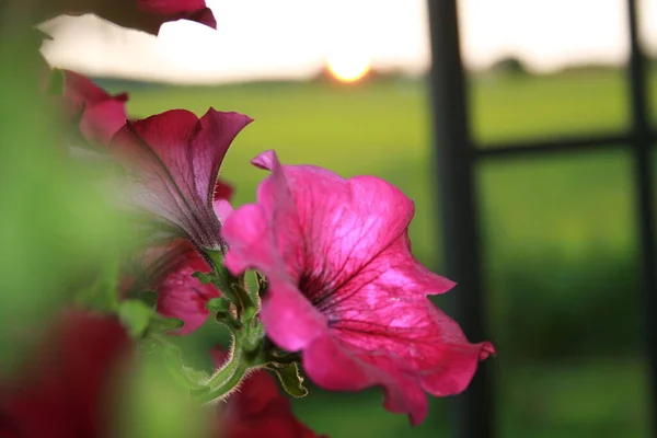 Zblízka Pohled Krásné Kvetoucí Květiny — Stock fotografie