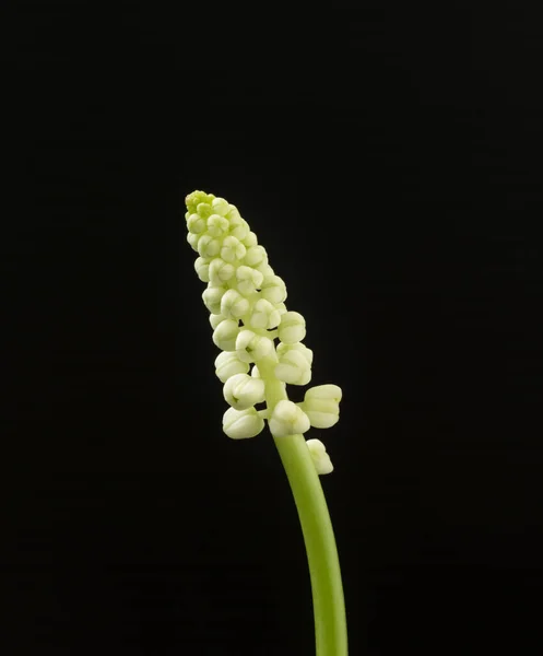 Çiçek Açan Güzel Çiçeklerin Yakın Çekim Görüntüsü — Stok fotoğraf